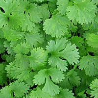 Cilantro